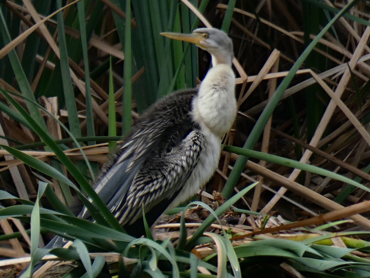 Australasian Darter - ML617555759