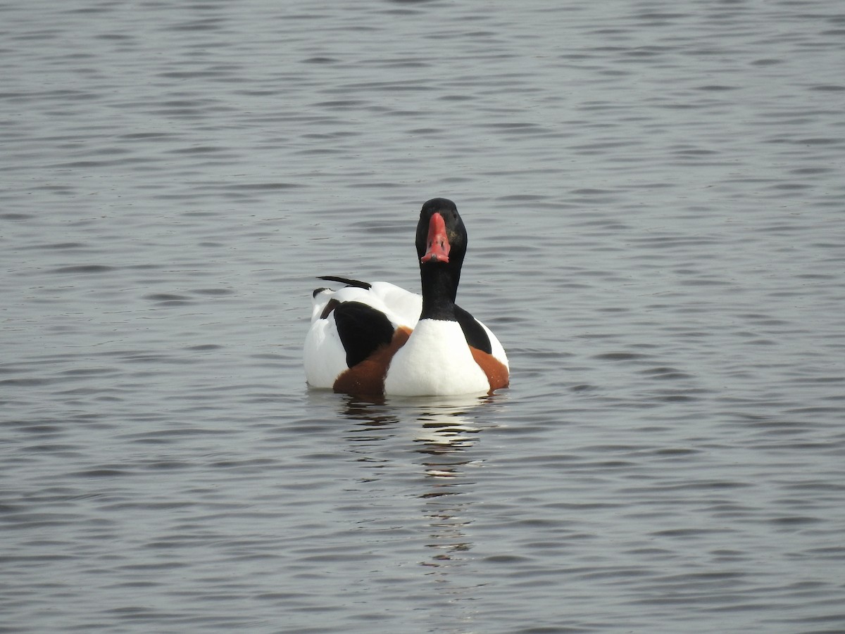 Common Shelduck - ML617555785