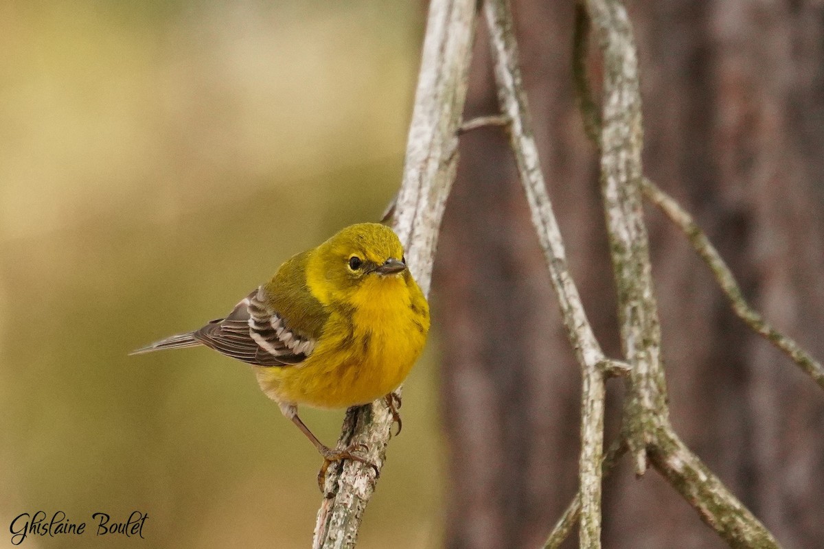 Pine Warbler - Réal Boulet 🦆