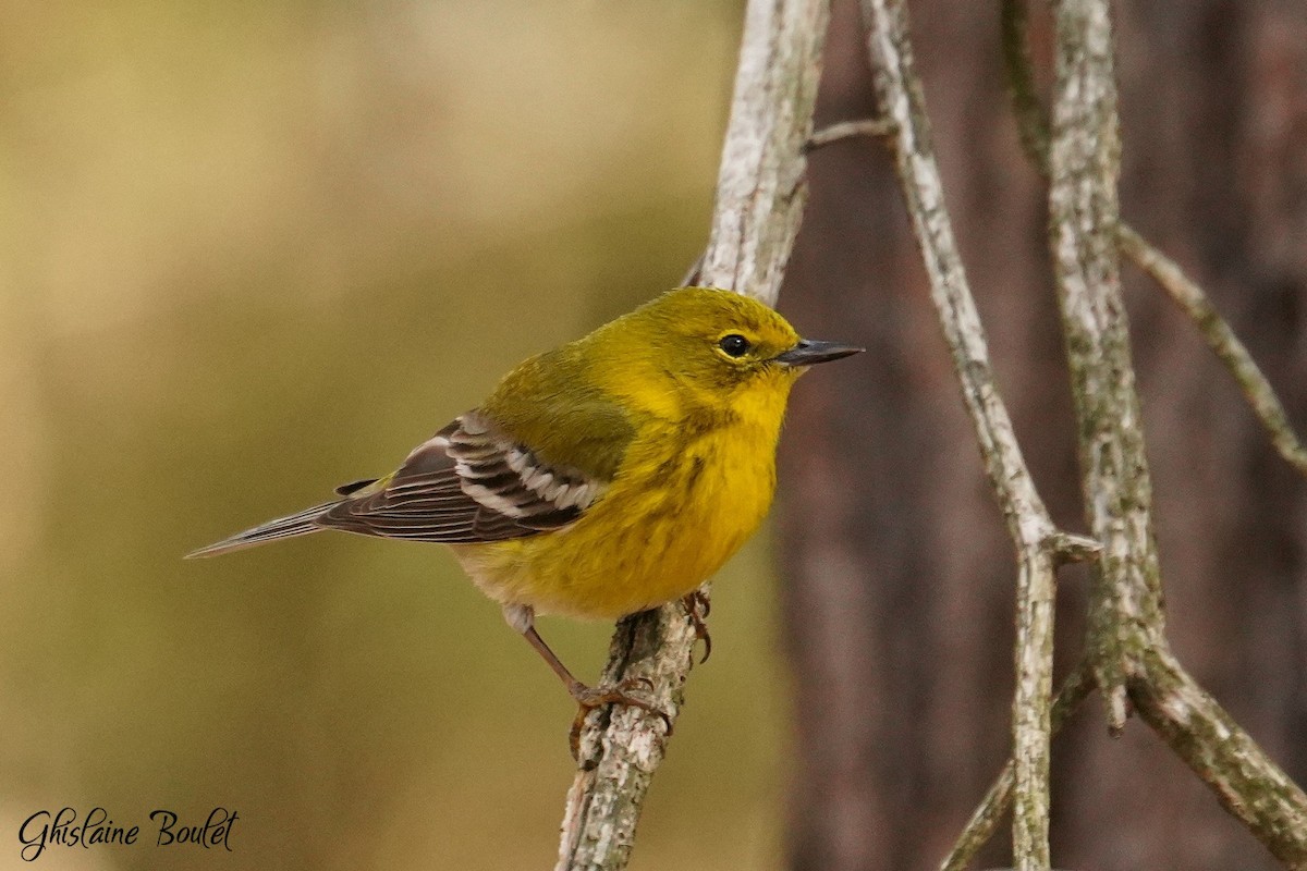 Pine Warbler - ML617555856