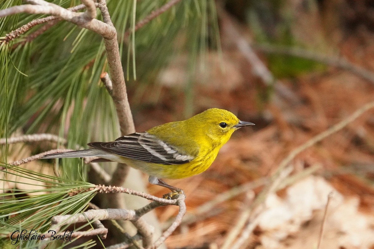 Pine Warbler - ML617555857