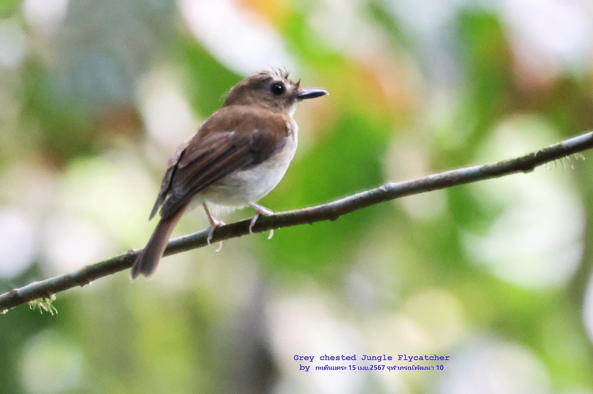 Gray-chested Jungle Flycatcher - ML617555883