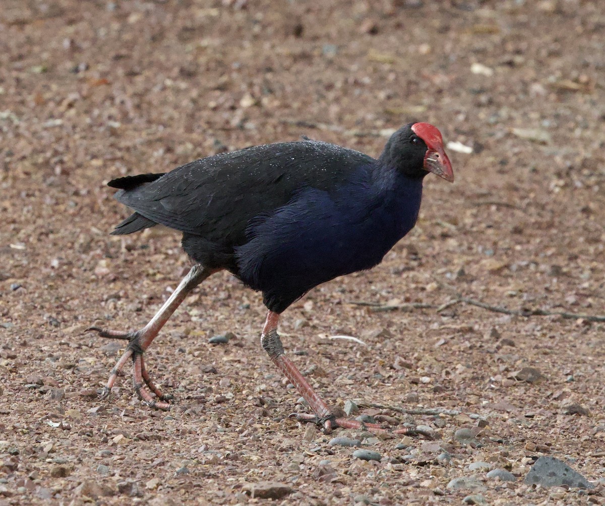 Australasian Swamphen - ML617555946