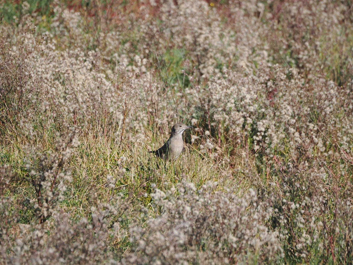 Great Shrike-Tyrant - ML617555995