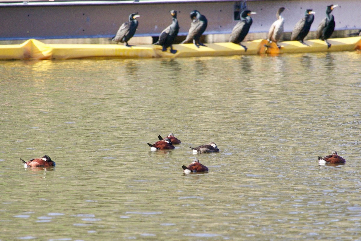 Ruddy Duck - ML617556000