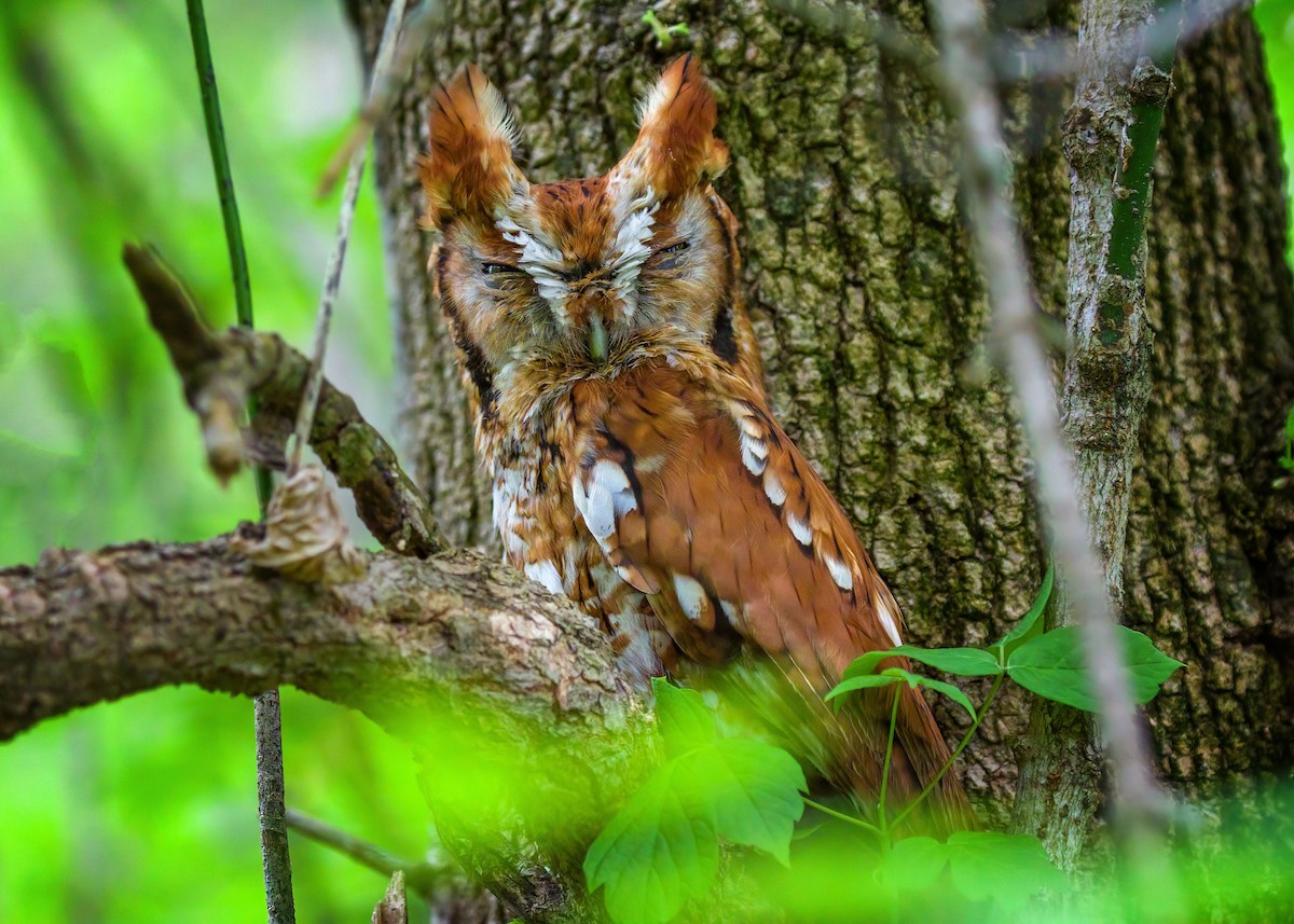 Eastern Screech-Owl - ML617556037