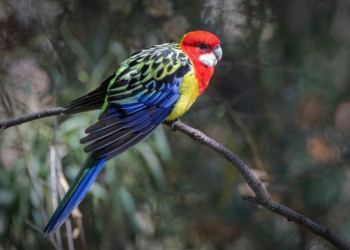 Eastern Rosella - ML617556042