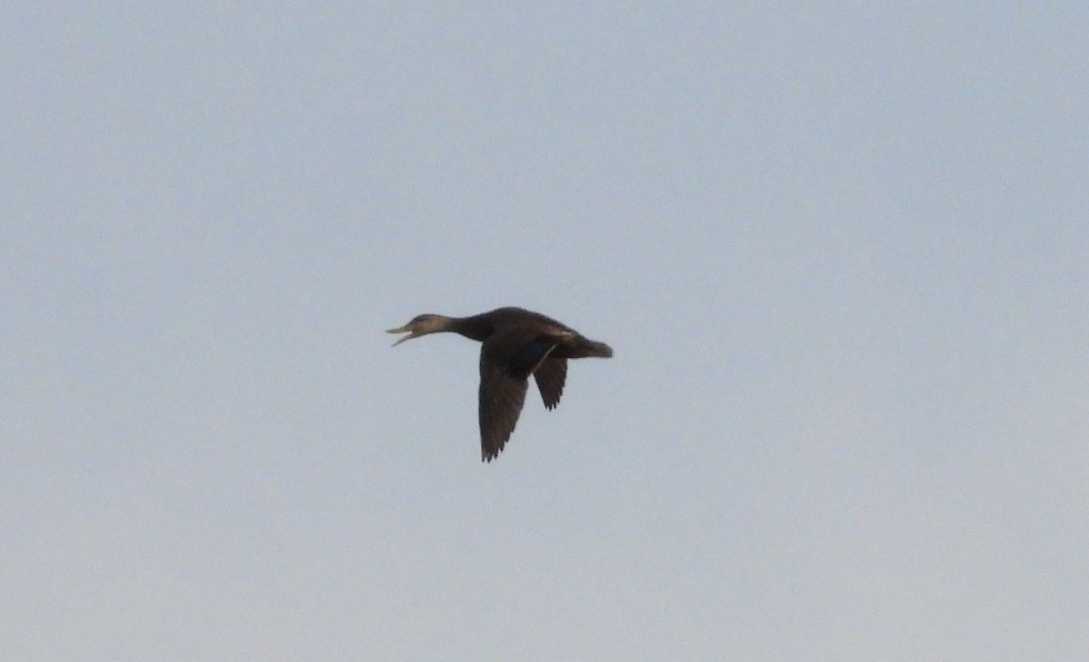 American Black Duck - Jean W. Côté