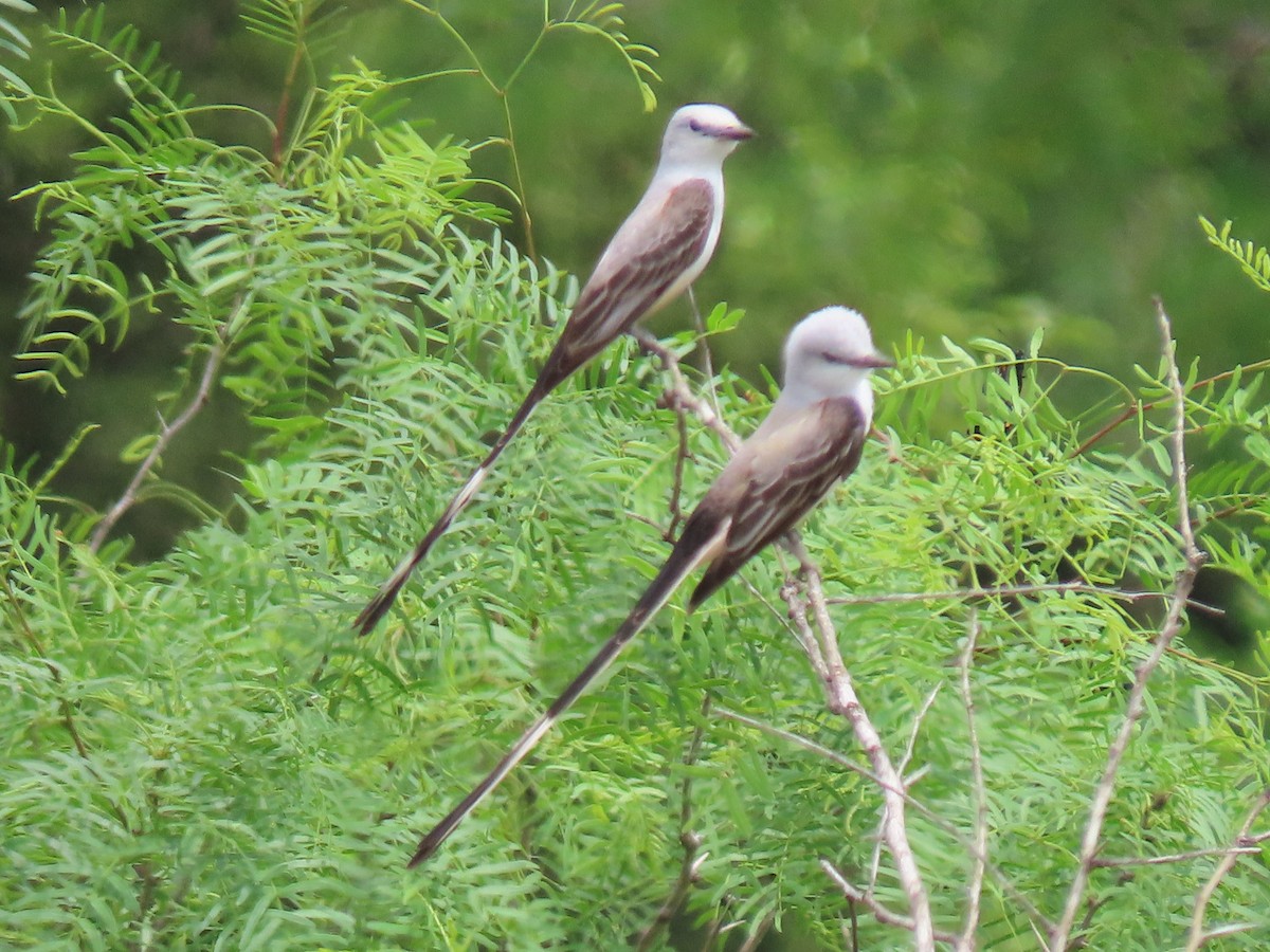 Scissor-tailed Flycatcher - Diane Durham