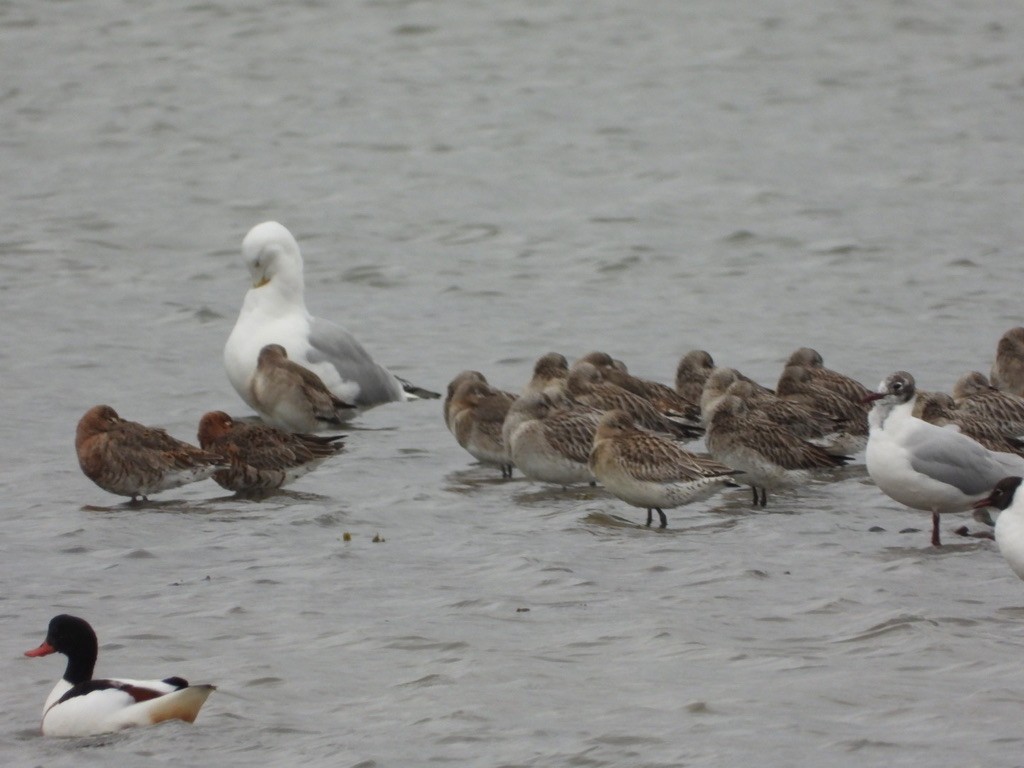 Bar-tailed Godwit - ML617556198