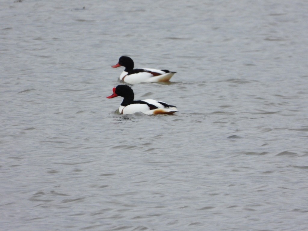 Common Shelduck - ML617556202