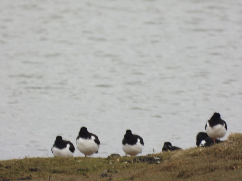 Eurasian Oystercatcher - ML617556205