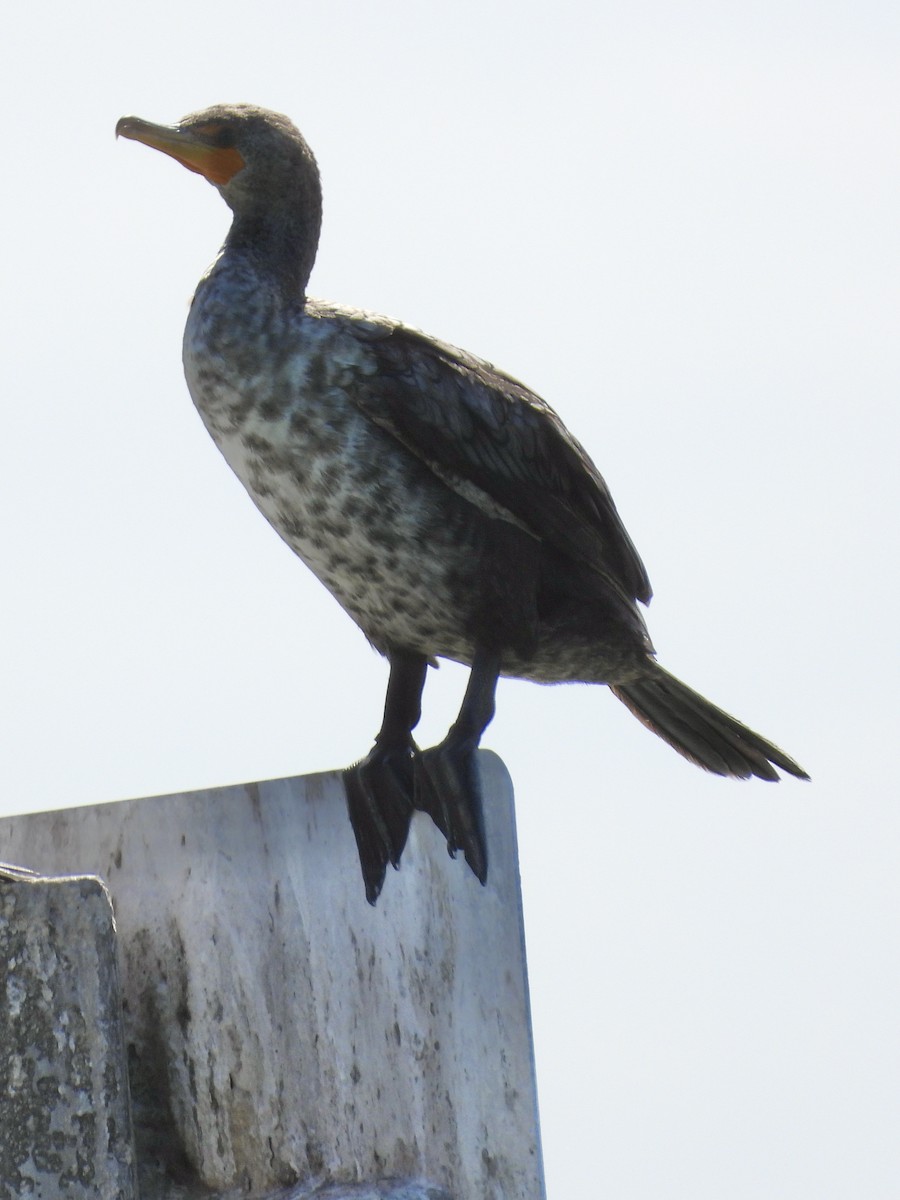 Double-crested Cormorant - Tracy Mosebey