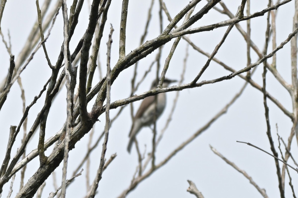 Large Woodshrike - ML617556209