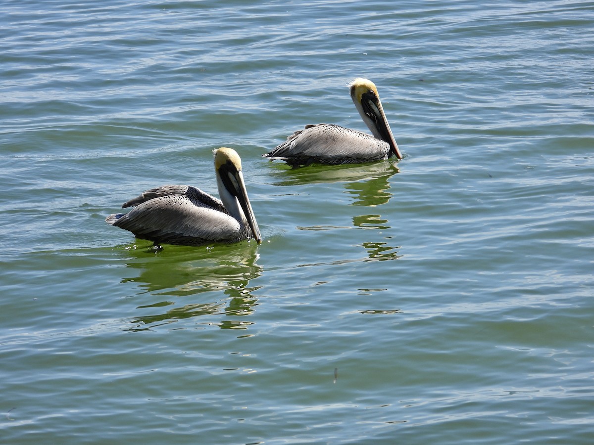 pelikán hnědý - ML617556210
