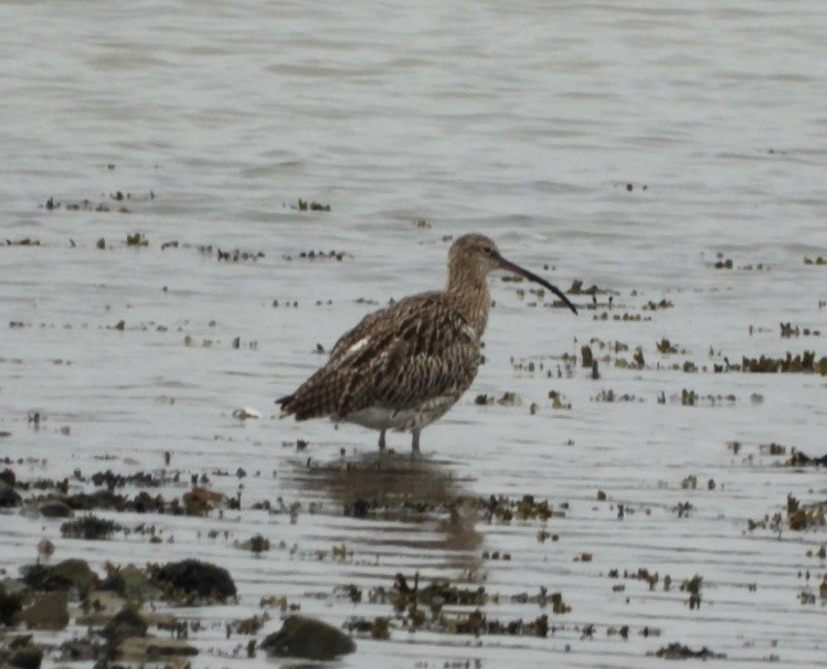 Eurasian Curlew - ML617556220