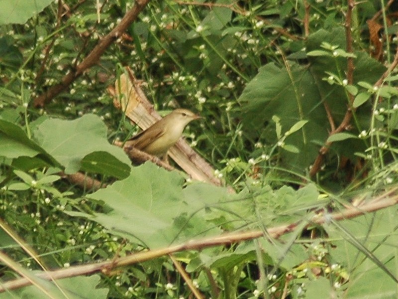 Booted/Sykes's Warbler - ML617556221