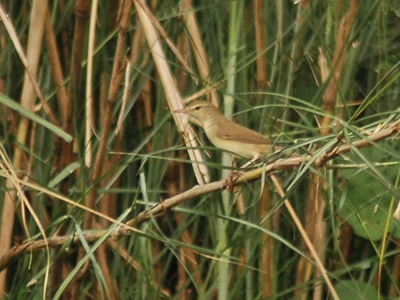 Booted/Sykes's Warbler - ML617556222