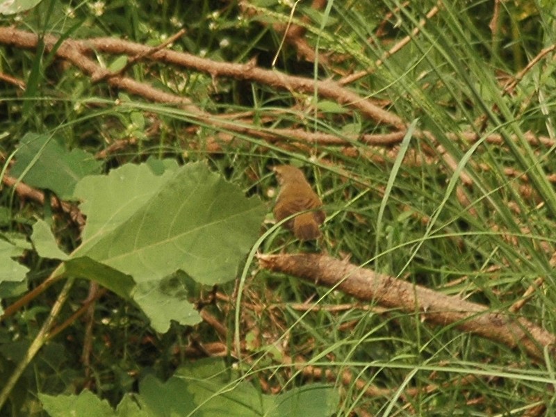 Booted/Sykes's Warbler - ML617556223