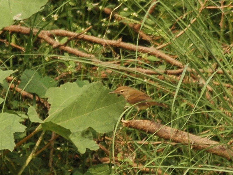 Booted/Sykes's Warbler - ML617556224