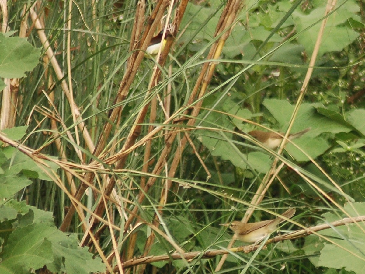 Booted/Sykes's Warbler - ML617556225