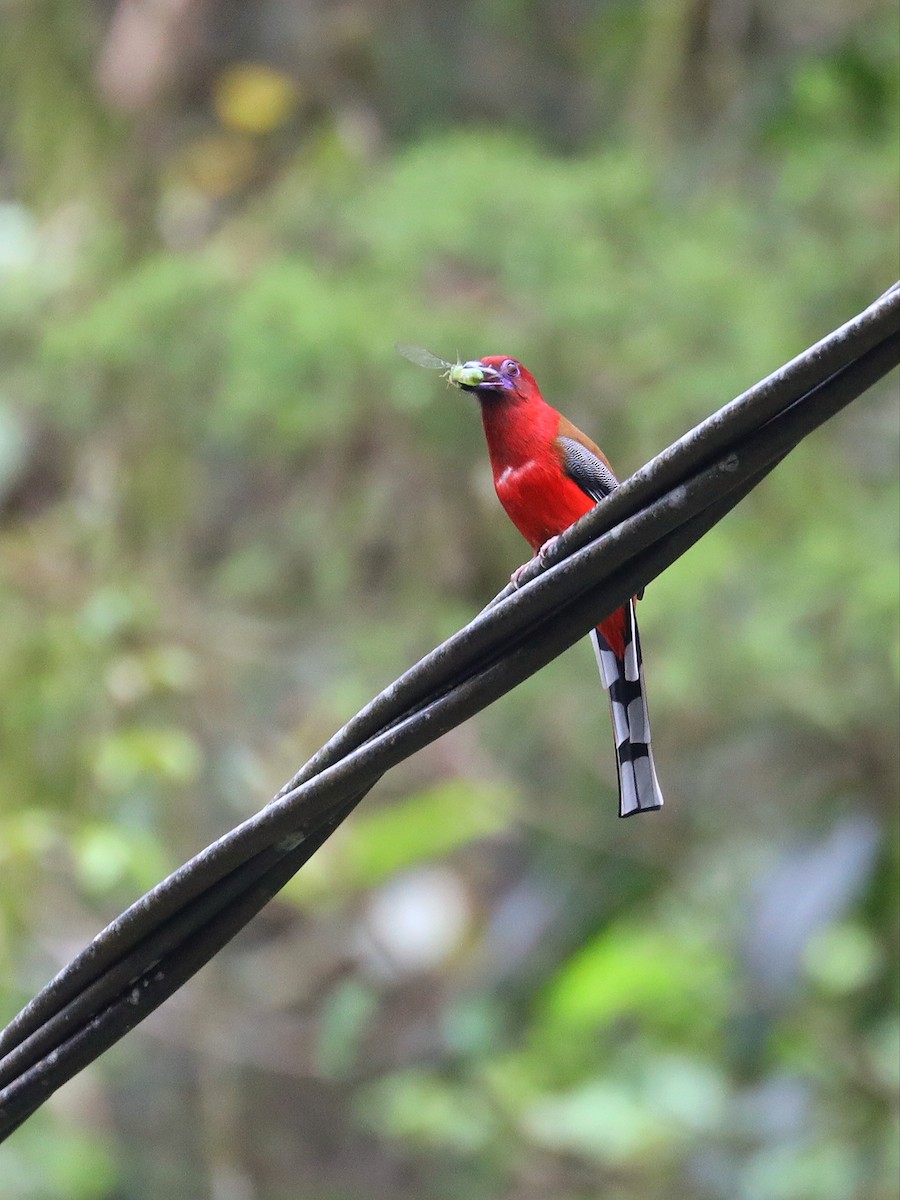 trogon rudohlavý - ML617556275