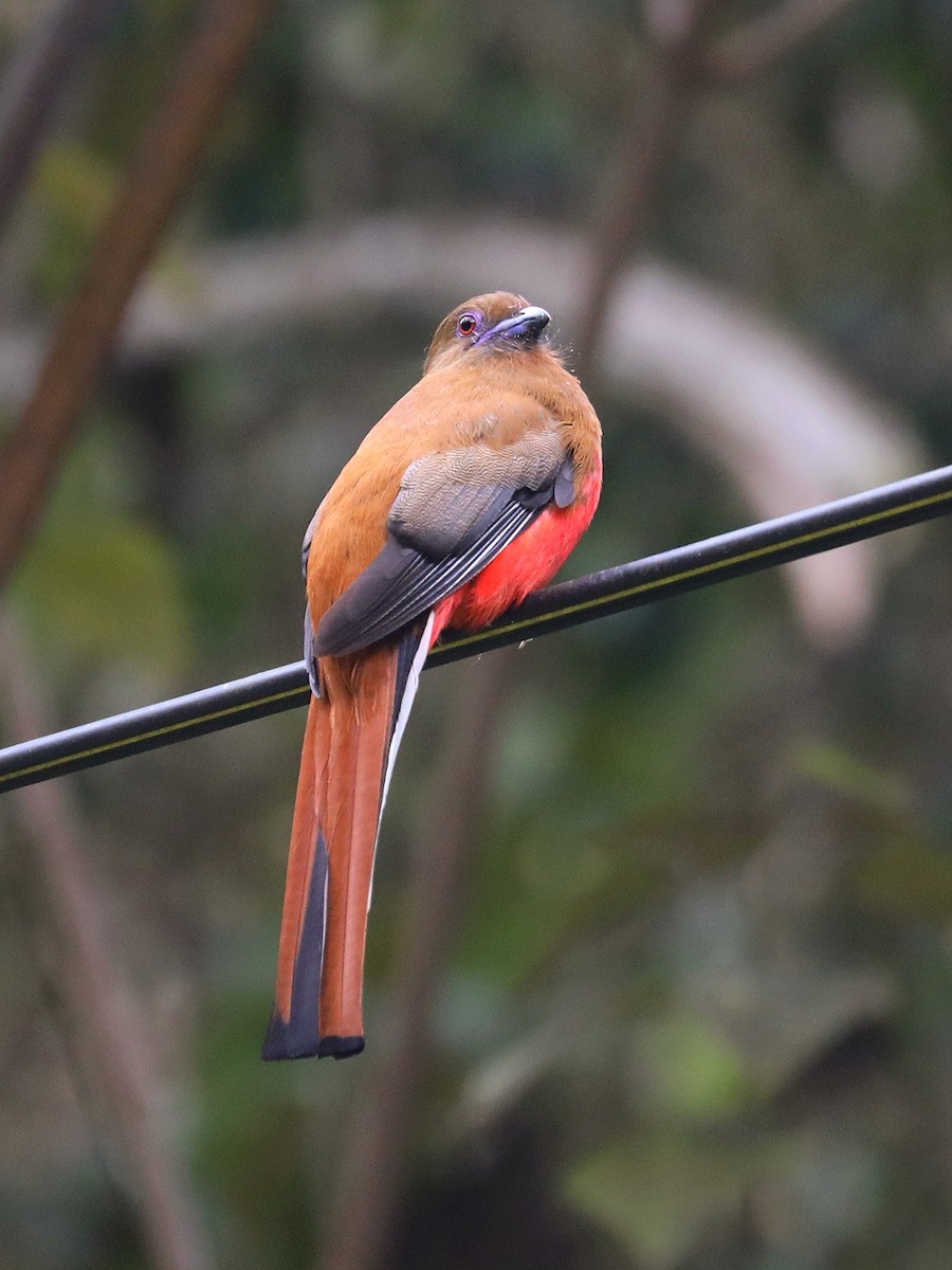 Red-headed Trogon - ML617556276