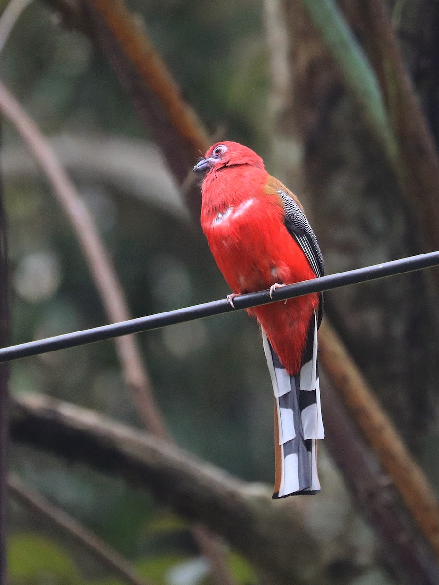 Red-headed Trogon - ML617556281