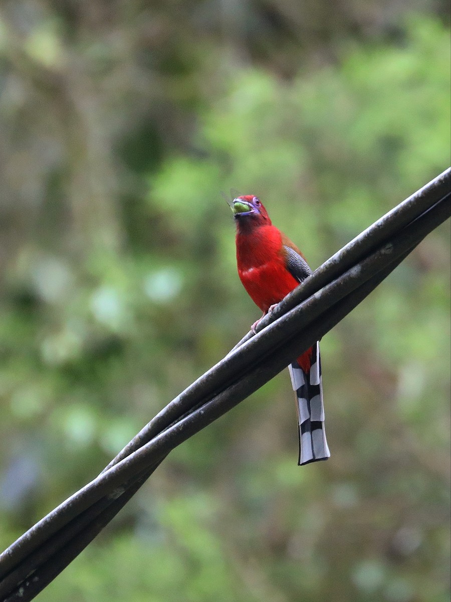 Red-headed Trogon - ML617556283