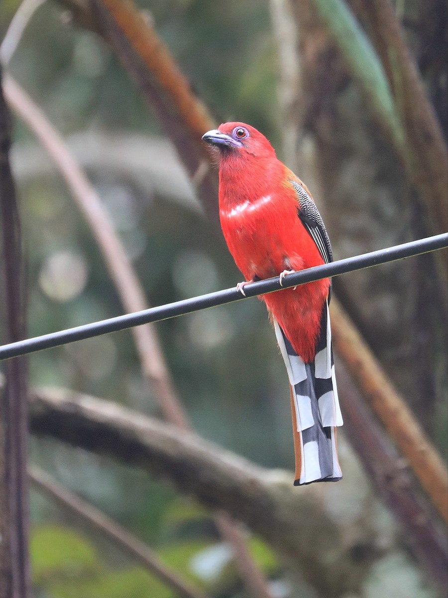 trogon rudohlavý - ML617556284