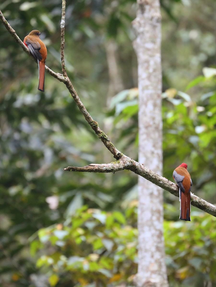 Red-headed Trogon - ML617556286