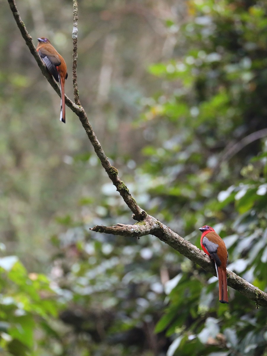 Red-headed Trogon - ML617556287