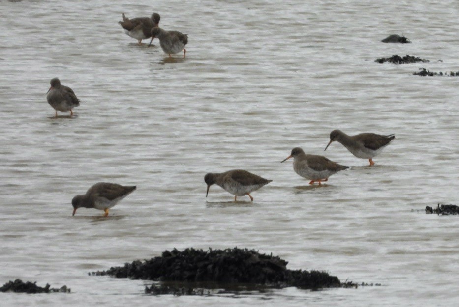 Common Redshank - ML617556333