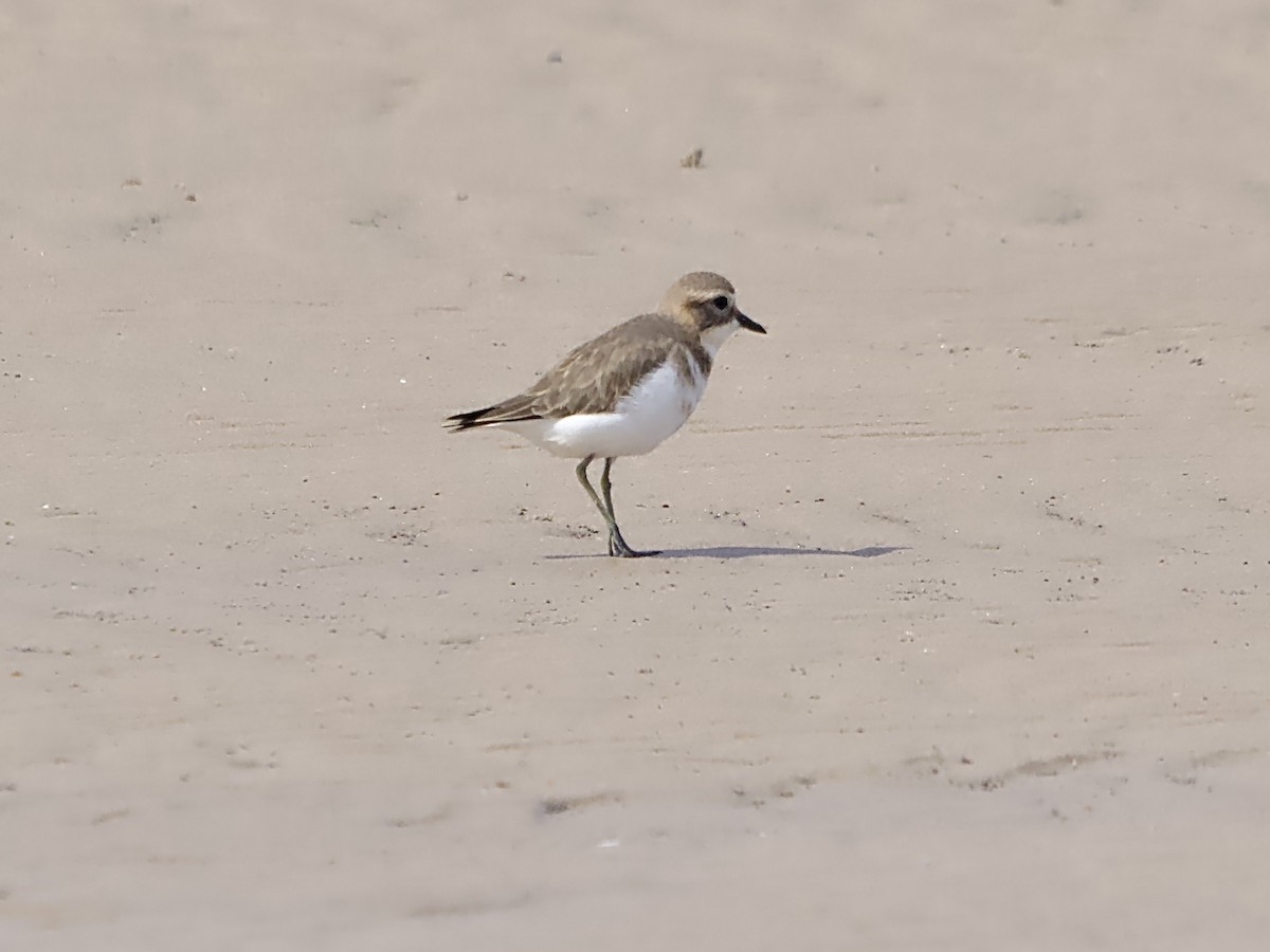 Double-banded Plover - ML617556349