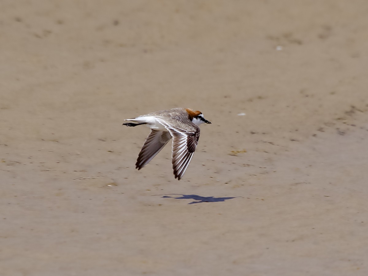 Red-capped Plover - ML617556355