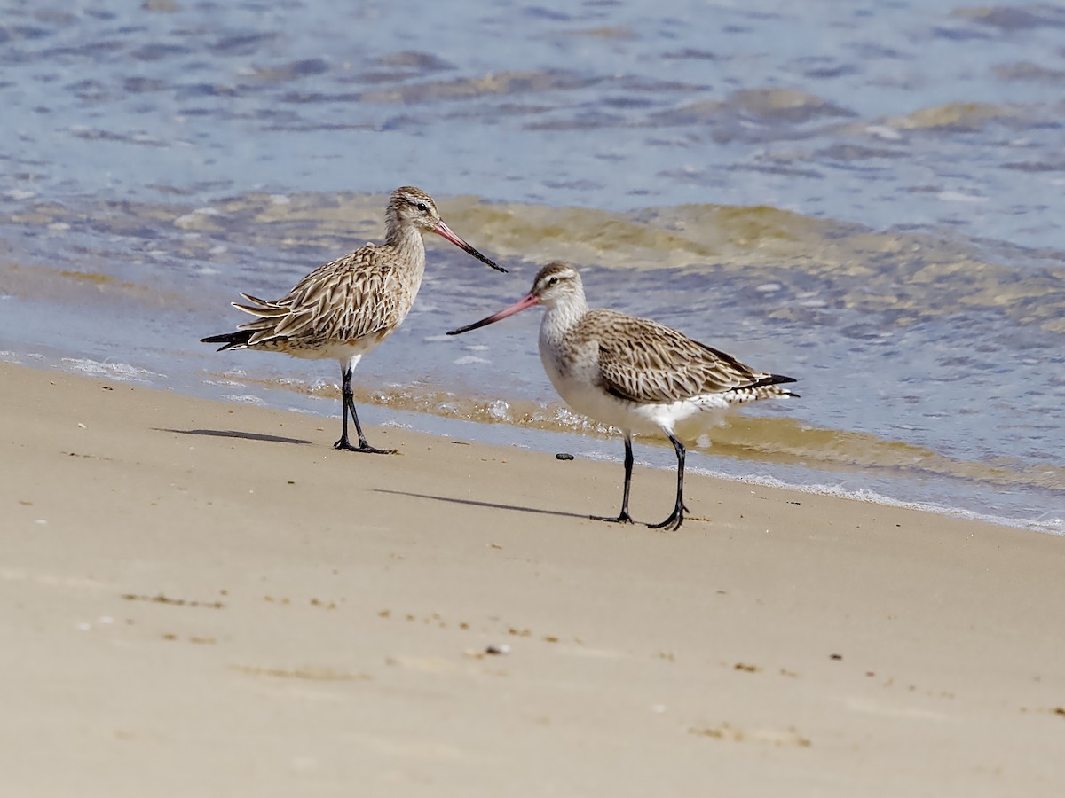 Bar-tailed Godwit - ML617556359