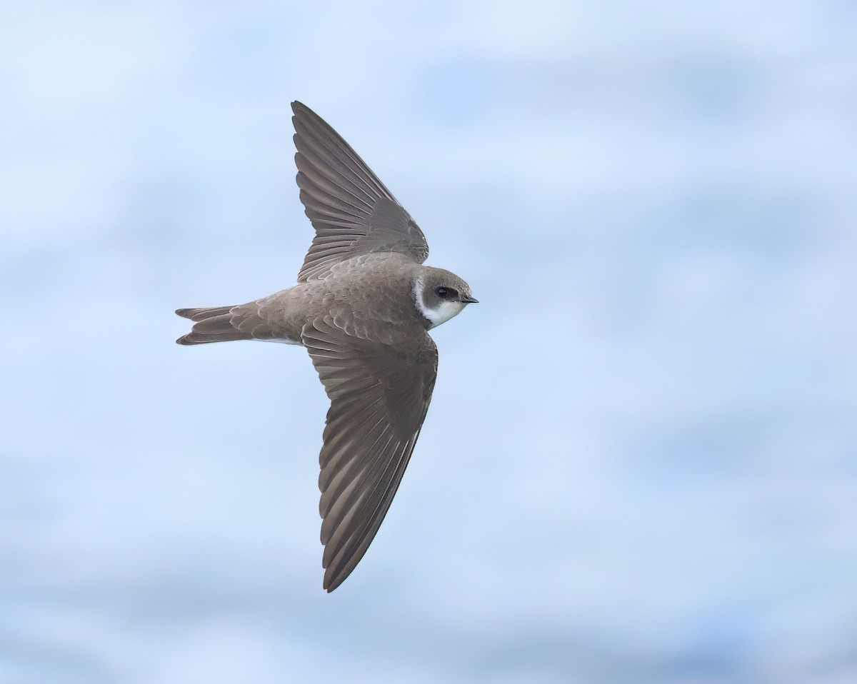 Bank Swallow - ML617556379