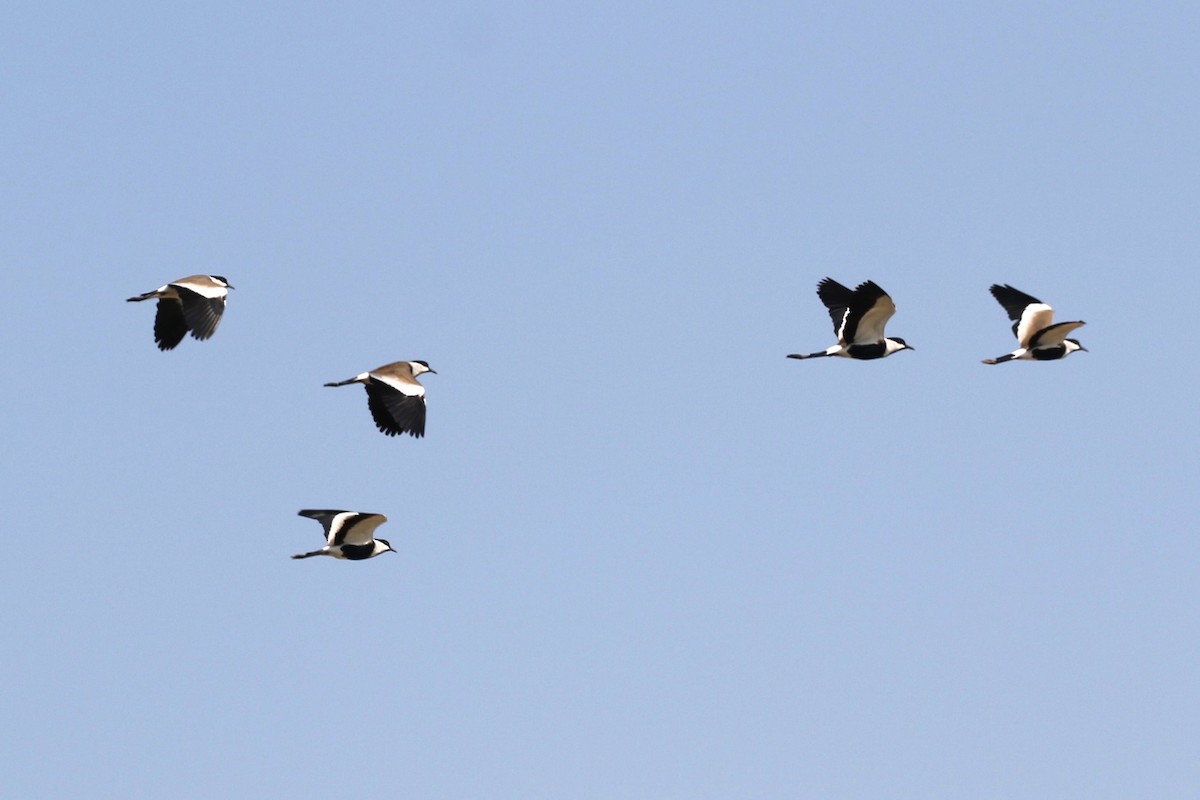 Spur-winged Lapwing - ML617556394