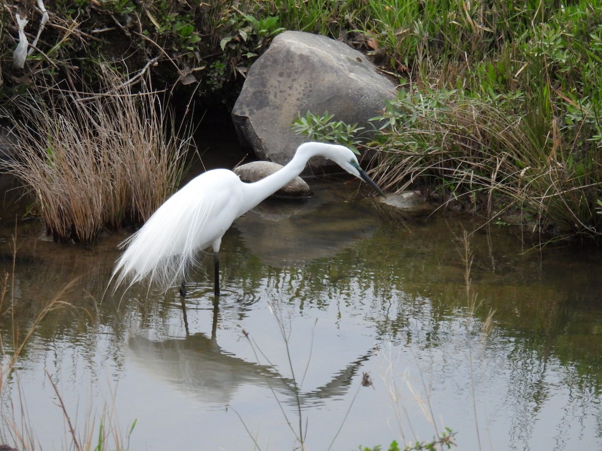 Great Egret - ML617556408