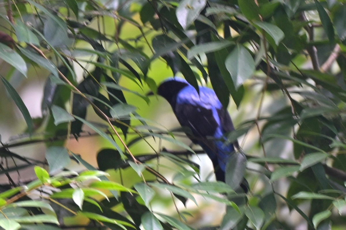 Asian Fairy-bluebird - ML617556418