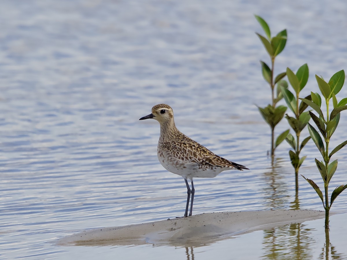 Pacific Golden-Plover - ML617556421