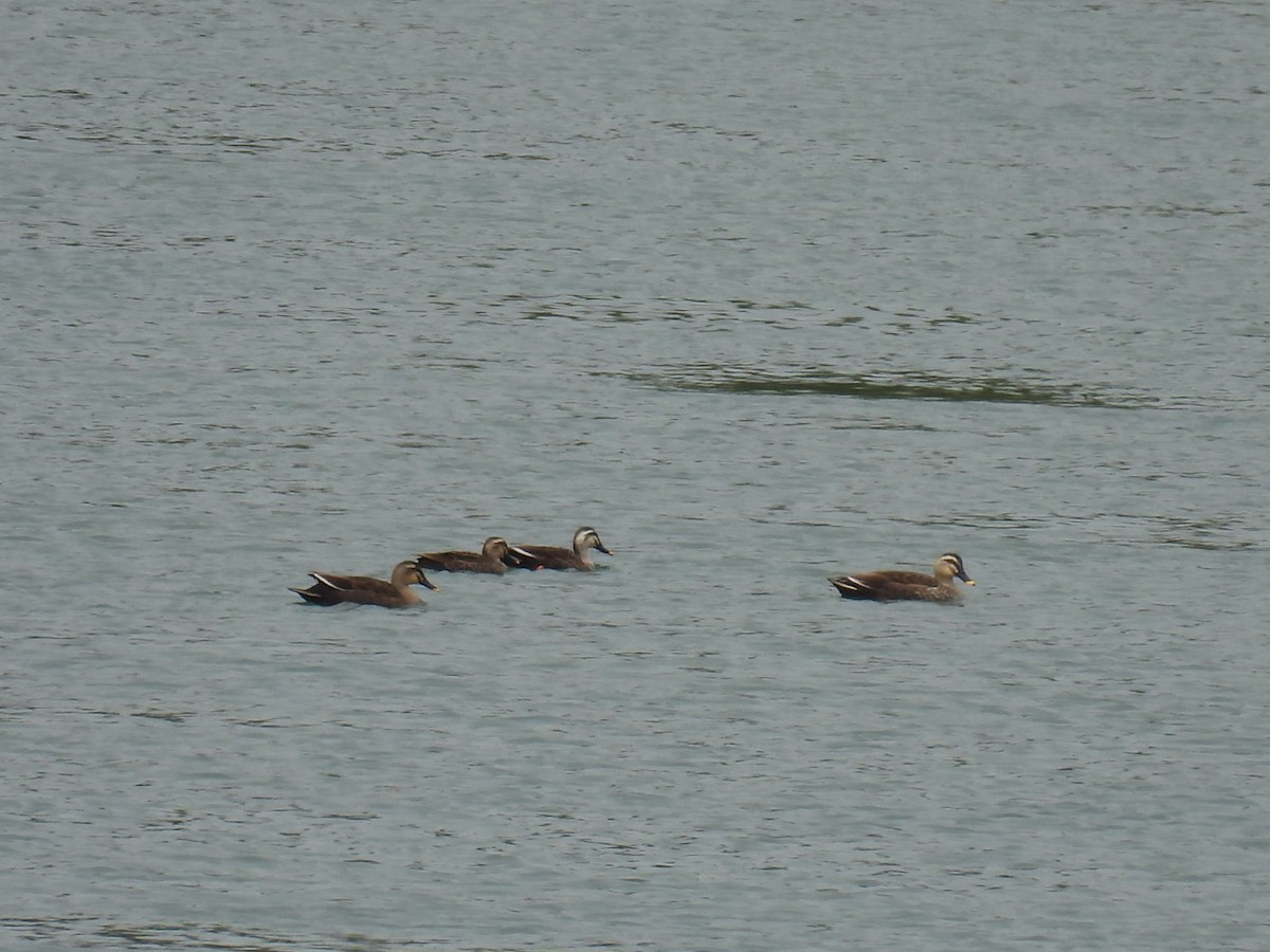 Eastern Spot-billed Duck - ML617556443