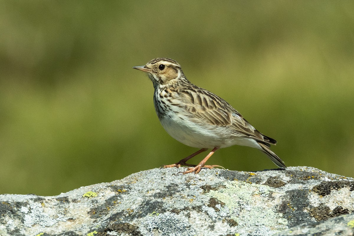 Wood Lark - ML617556450