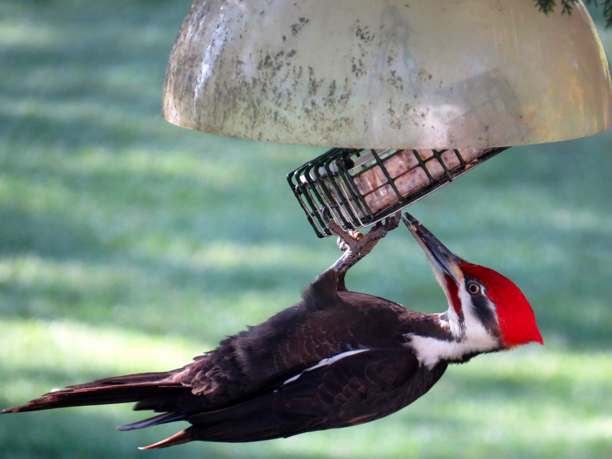 Pileated Woodpecker - Karyn Cichocki