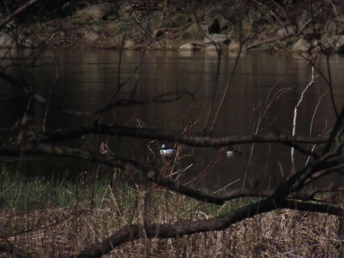 Bufflehead - ML617556475