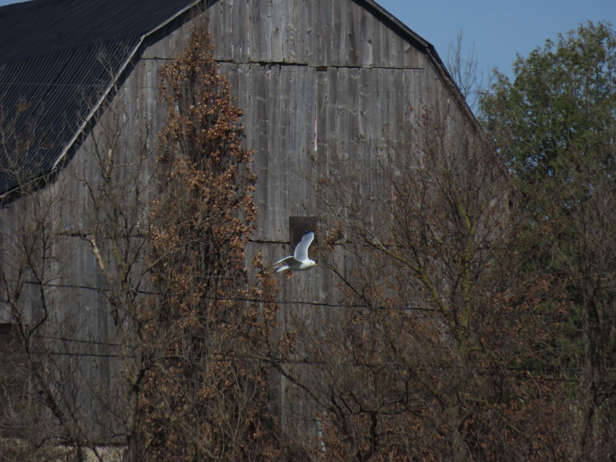 Ring-billed Gull - ML617556480