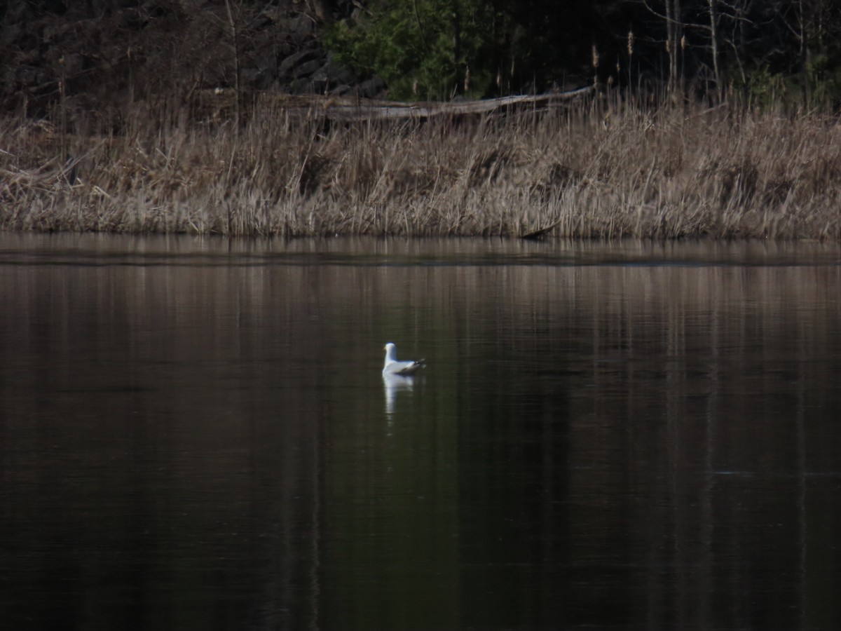 Ring-billed Gull - ML617556481