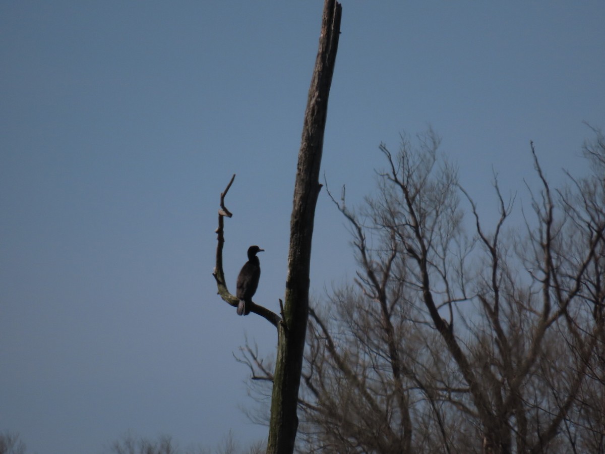 Double-crested Cormorant - ML617556482