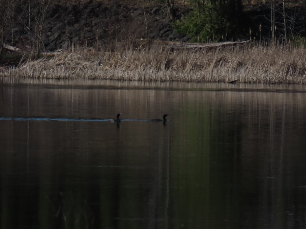 Double-crested Cormorant - ML617556483
