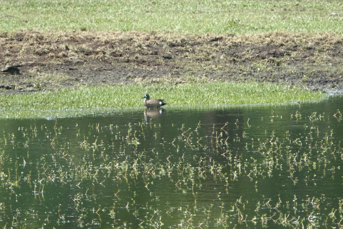 Blue-winged Teal - ML617556530